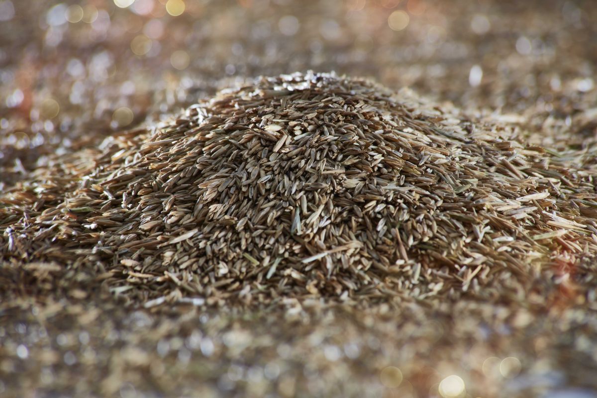 Eurogreen Detail Osivo